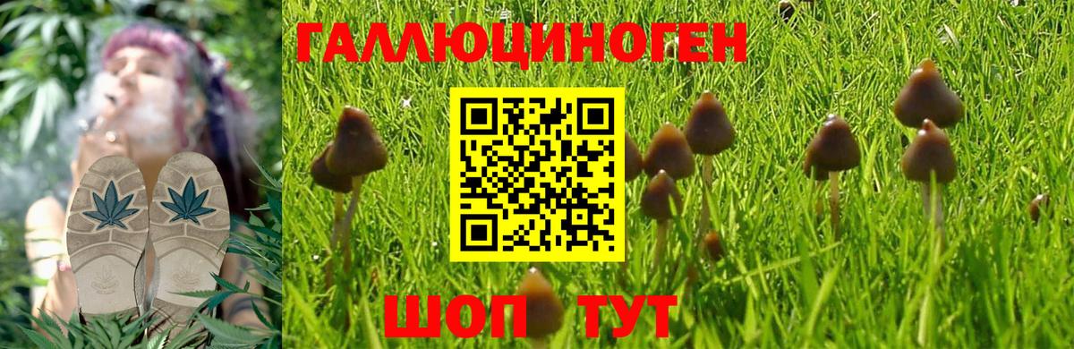 Брянск  Галлюциногенные грибы Magic Shrooms  Вход с VPN 